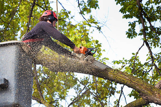 Best Stump Grinding and Removal  in Hartsville, TN